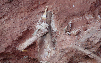 upper arm bone and ribs of Rukwatitan in a cliff; with a 2-inch brush is for scale.